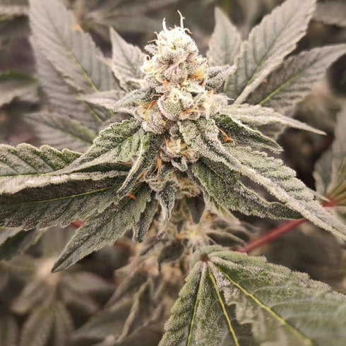 Grateful Seeds - Golden Pussy